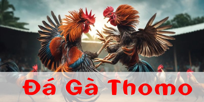 đá gà thomo